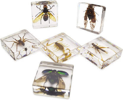 Insect Specimen Set, Bugs Collection Scientific Education Gift for Kids Aged 3-8-12 (Millipede, Centipede, Dragonfly Larvae, Tea Seed Bug, Red Longhorn Beetle, Spiny Spider)