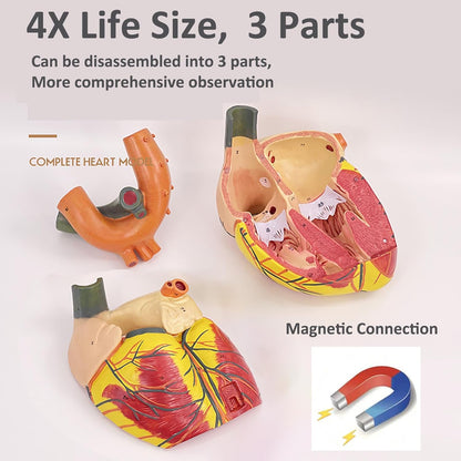 Human Heart Model - Life Size 2 Parts Medical Teaching Model,with 34 Accurate Digital Identification, Magnetic Design, Mounted Display Base, Product Manual Card, for Classroom, Study (1:1 Life Size)