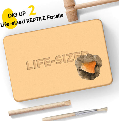 Dinosaur Dig Kit - Excavate 2 Life-Sized Fossils (T.Rex Claw & Ankylosaurus Spine) - STEM Authenticated Science Toy with Tools & Display Frame - Gifts for Boys & Girls Ages 6-12