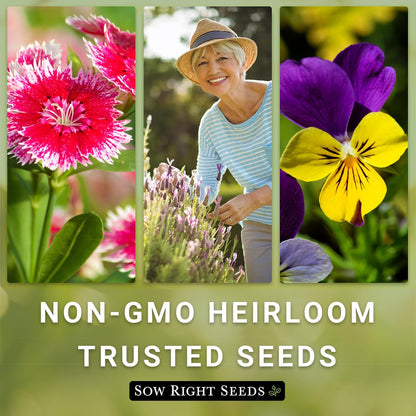 Sow Right Seeds - Rose Milkweed Seeds for Planting - Attract Monarch Butterflies to Your Garden - Non-GMO Heirloom Seeds, Instructions to Grow - Perennial Plant for Pollinators - Swamp Variety (4)