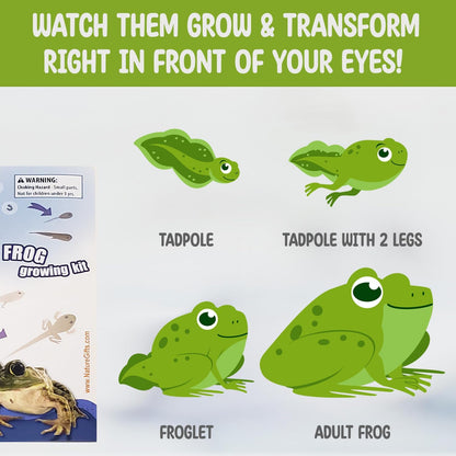 Tadpole to Frog Starter Kit - Includes Certificate for 2 Live Tadpoles - All-in-One Bundle with Habitat, Food, Instructions - Ideal for Education and Home Observation