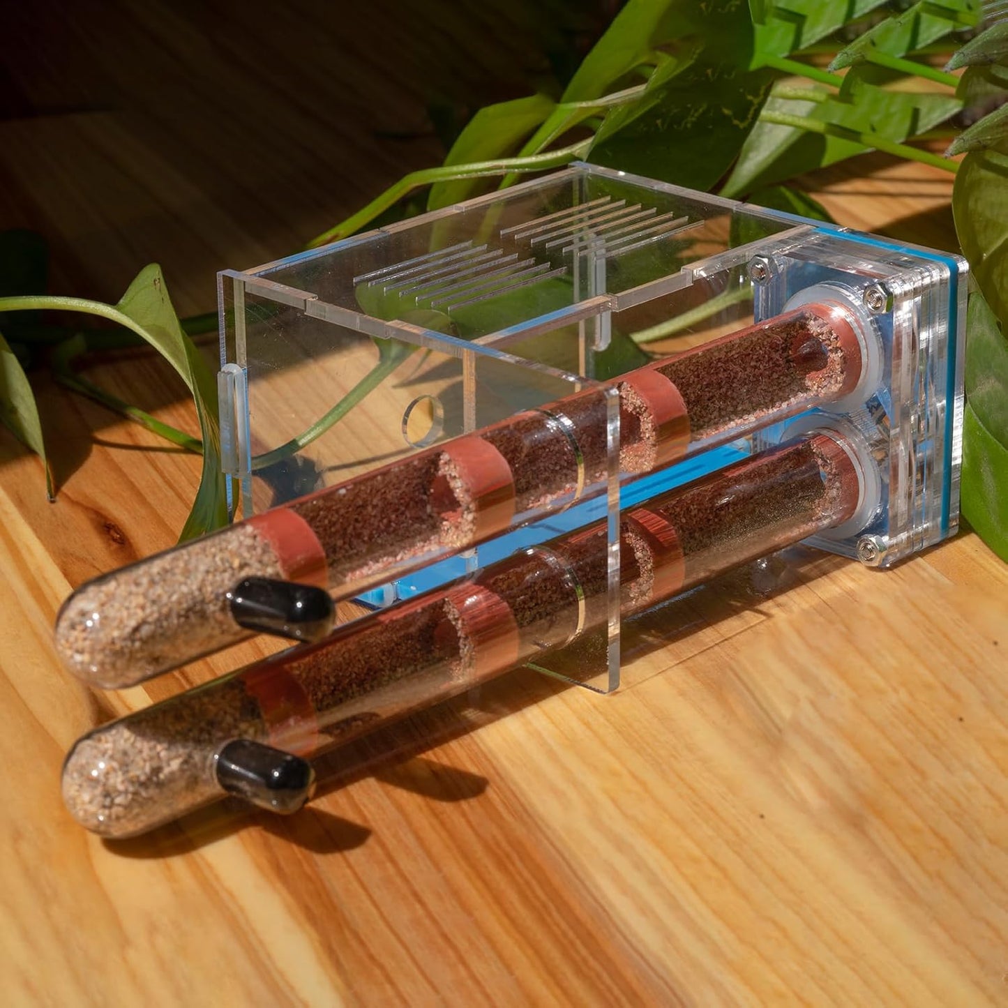 Plaster Test Tube Adult ant Farm Acrylic Transparent ant Observation Behavior Study Live Ants and Queen Education ant nest Small Colony breeding Area Suitable for Children and Enthusiasts Gift