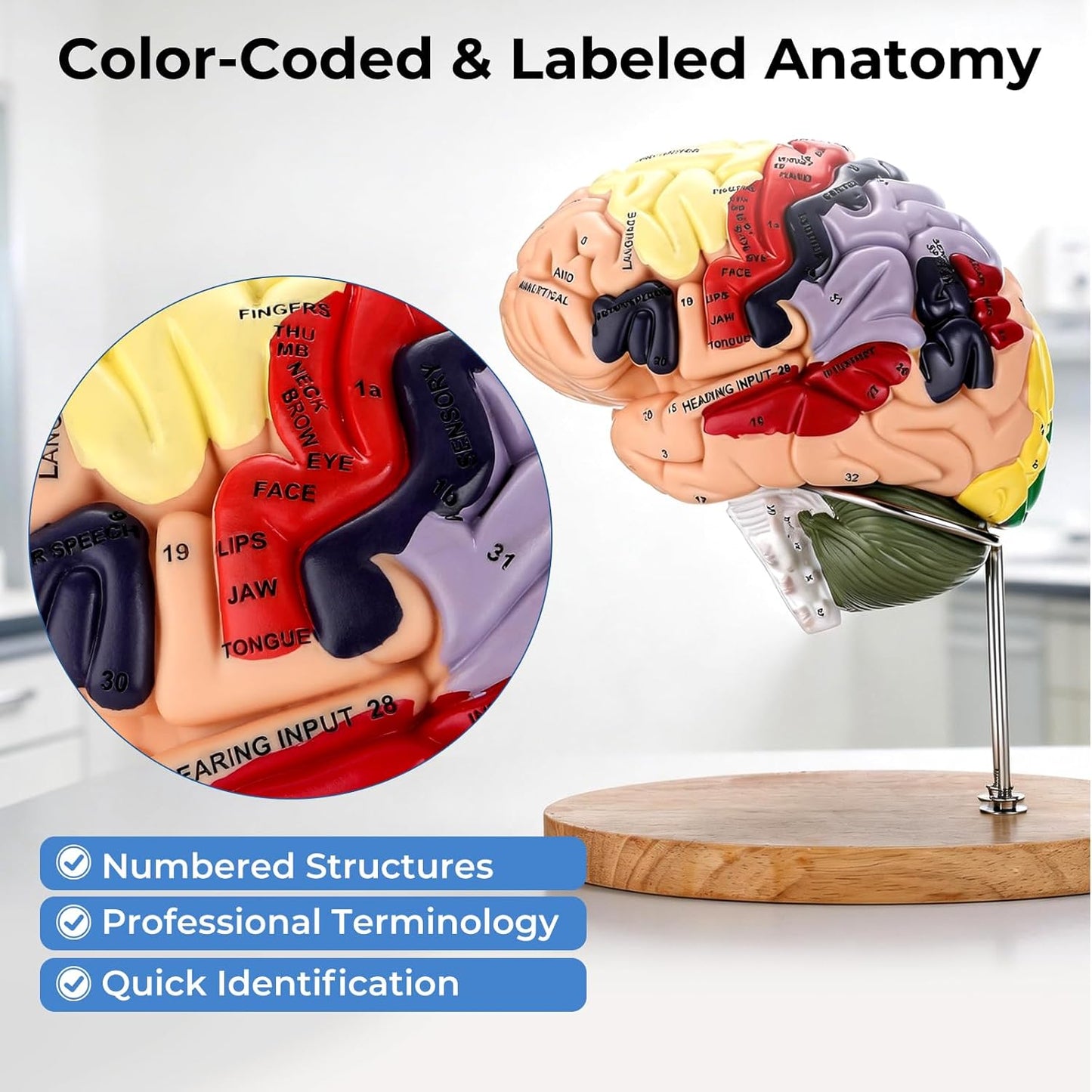 Human Brain Model 2X Life Size, Brain Anatomy Model with 131 Labeled Structures, 4-Part Detachable, Laser-Engraved Labels, Anatomical Brain Model for Neuroscience Psychology Medical Education
