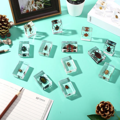 16 Pcs Ladybug Insect in Resin Specimen Butterfly Bugs Collection Paperweights，16 Styles Real Bug Specimen Bug Kit Preserved in Resin for Scientific Educational Display Supplies (Ladybug)