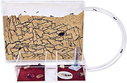 Anthouse.ES - Natural Sand Ant Farm - Medium Acrylic Kit (Sandwich + Foraging Box) - 25x20x1.8 cm and 20x12x12 cm