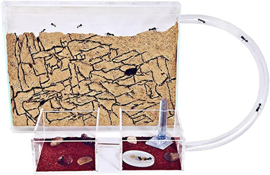 Anthouse.ES - Natural Sand Ant Farm - Medium Acrylic Kit (Sandwich + Foraging Box) - 25x20x1.8 cm and 20x12x12 cm