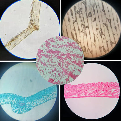 Prepared Microscope Slides for Kids, 48pcs Plastic Animals Insects Plants Flowers Sample Specimens for Students Children Homeschooling Biology Science Programs