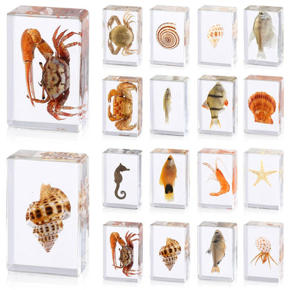16 Pcs Ladybug Insect in Resin Specimen Butterfly Bugs Collection Paperweights，16 Styles Real Bug Specimen Bug Kit Preserved in Resin for Scientific Educational Display Supplies (Ladybug)