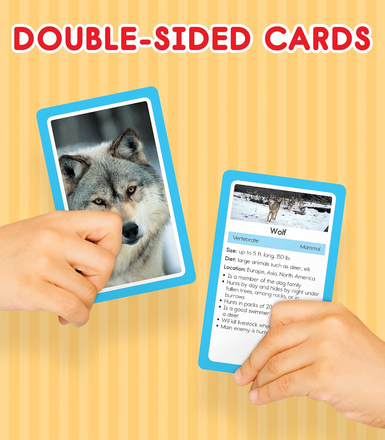 Carson Dellosa 54 Animal Flash Cards, Zoo, Reptiles, Bugs, Sea Creatures, and More Flashcards, Toddler Stocking Stuffers, Preschool Learning Activities for Kids Ages 4 and Up