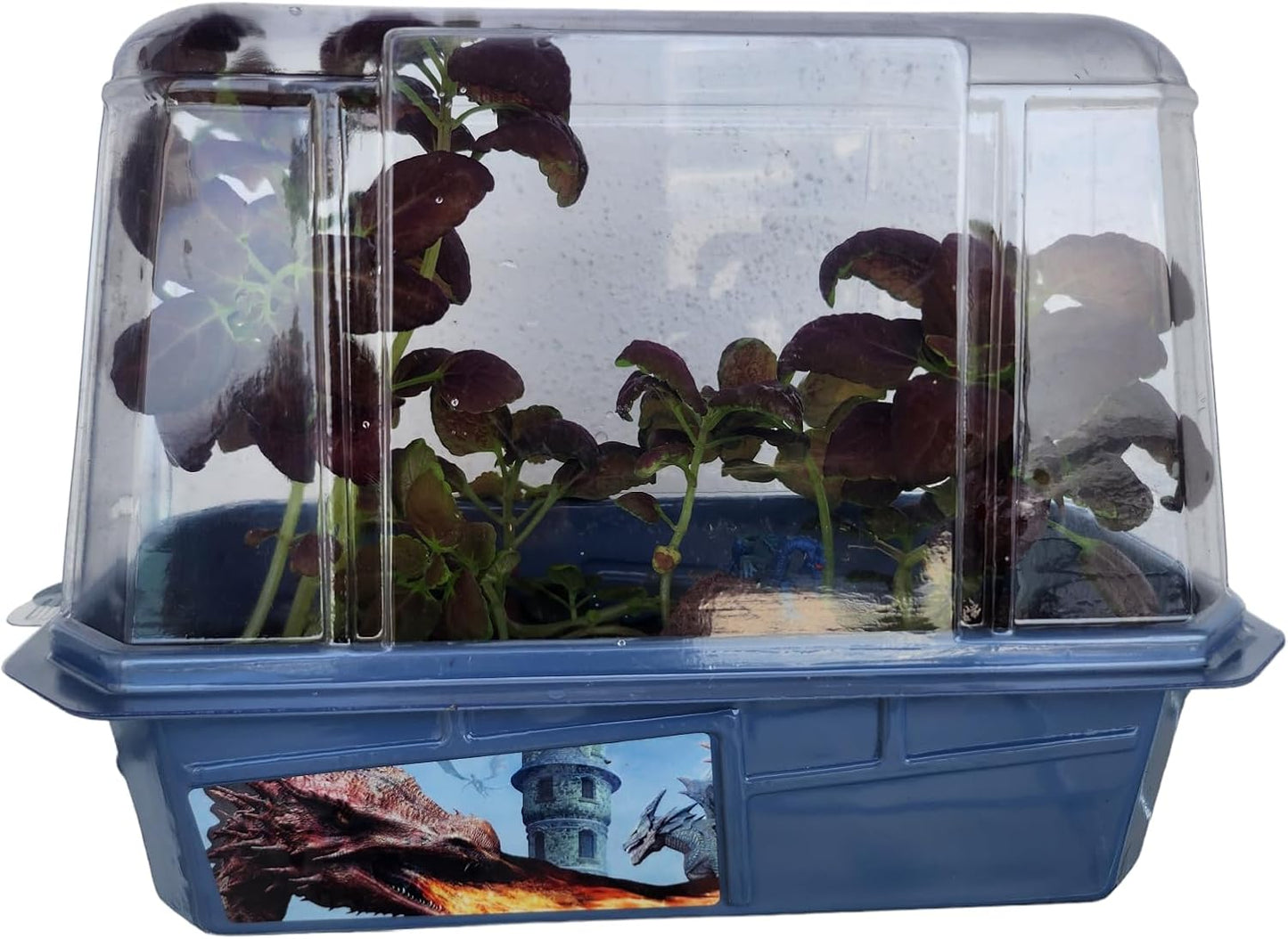 Toys By Nature Miniature Worlds Terrifying Venus Flytrap Terrarium Starter Kit for Kids and Adults, Watch Indoor Carnivorous Fly Traps Grow! Just Add Water! (Frightening Flytraps)