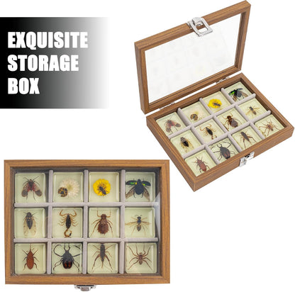 Insect Specimen Set, Bugs Collection Scientific Education Gift for Kids Aged 3-8-12 (Millipede, Centipede, Dragonfly Larvae, Tea Seed Bug, Red Longhorn Beetle, Spiny Spider)
