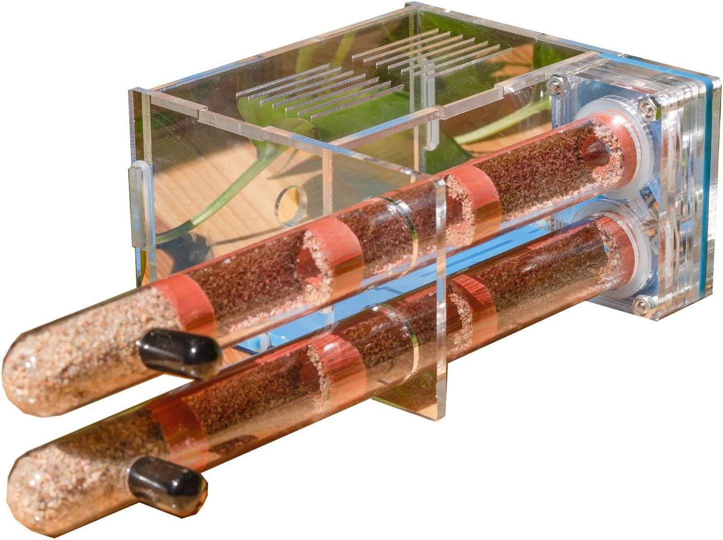 Plaster Test Tube Adult ant Farm Acrylic Transparent ant Observation Behavior Study Live Ants and Queen Education ant nest Small Colony breeding Area Suitable for Children and Enthusiasts Gift
