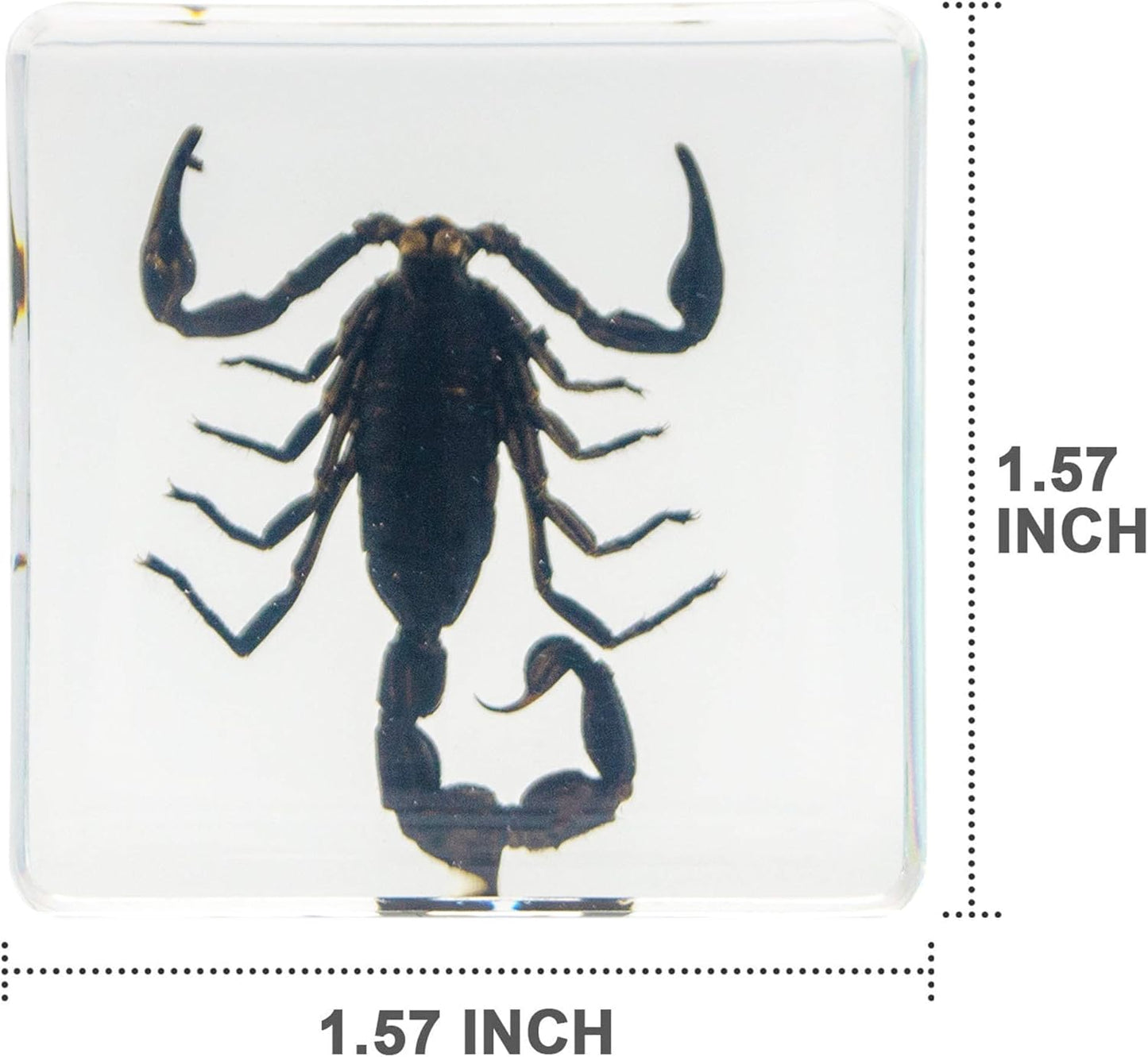 Insect Specimen Set, Bugs Collection Scientific Education Gift for Kids Aged 3-8-12 (Millipede, Centipede, Dragonfly Larvae, Tea Seed Bug, Red Longhorn Beetle, Spiny Spider)