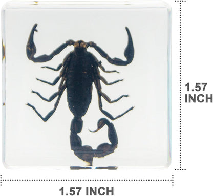 Insect Specimen Set, Bugs Collection Scientific Education Gift for Kids Aged 3-8-12 (Millipede, Centipede, Dragonfly Larvae, Tea Seed Bug, Red Longhorn Beetle, Spiny Spider)