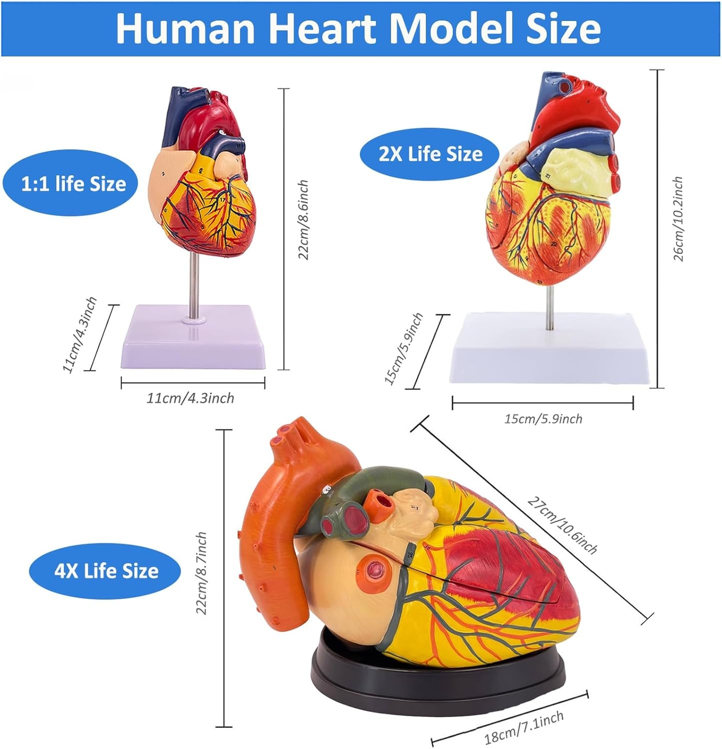 Human Heart Model - Life Size 2 Parts Medical Teaching Model,with 34 Accurate Digital Identification, Magnetic Design, Mounted Display Base, Product Manual Card, for Classroom, Study (1:1 Life Size)