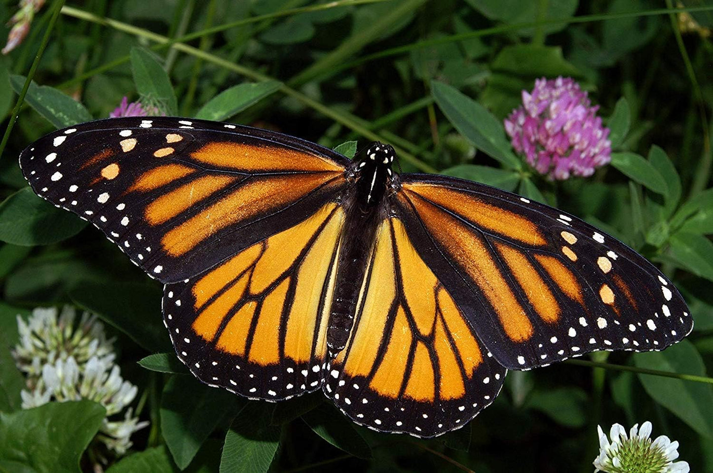 Monarch Butterfly Garden Kit -28 Species of Perennial Milkweed and Wildflower Seeds - If You Grow it Monarchs Will Come - Kids STEM Project - Create a Beautiful Garden Full of Butterflies