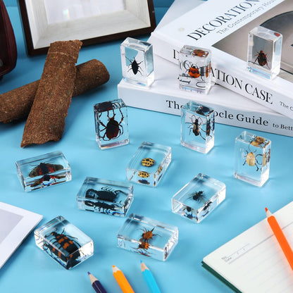 Macarrie 12 Pcs Insect Specimens for Kids Bug Collection Kit Real Specimens of Various Butterflies Beetles Classroom Science Education Animal Collection Bug Preserved Biology(Ladybug)