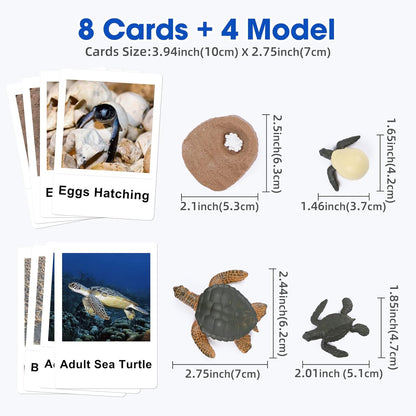 MEROCO Chicken Life Cycle Toys for Kids Insect Ant Bug Toys for Kid 3-5 Animal Flashcards with Figurines Preschool Science Toy for 3-5 Matching Game Science Animals Learning & Education