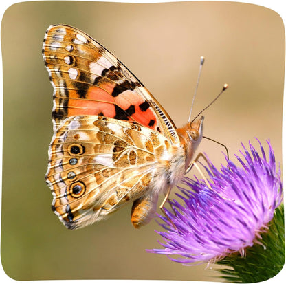 Insect Lore Butterfly Garden with 10 Live Baby Caterpillars - Habitat, Feeder, Chrys-A-Lid Holders, STEM Activity Journal - Raise and Release Painted Lady Butterflies