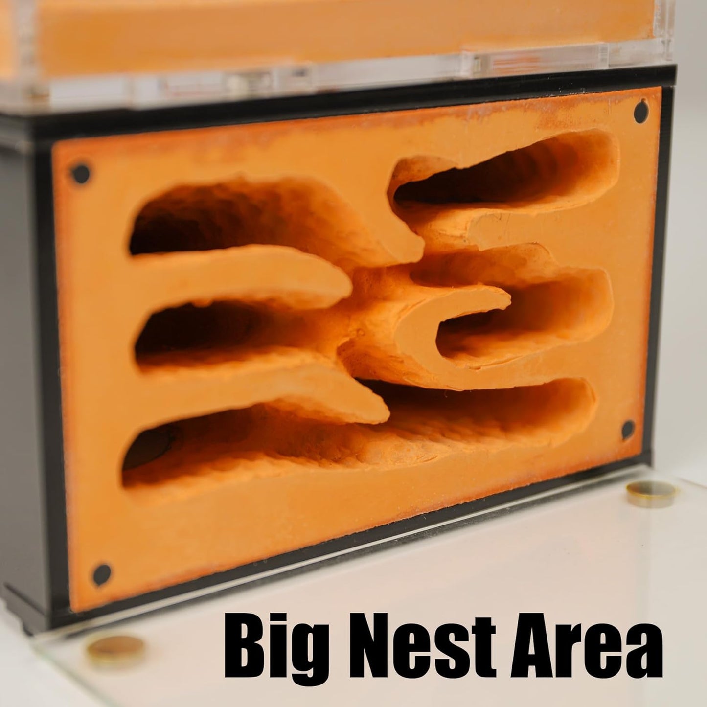 Ant Farm Nest for Adults Study of Ant Behavior Ant Nest ant Terrarium Educational Formicarium for Live Ants and Queen Two Floor