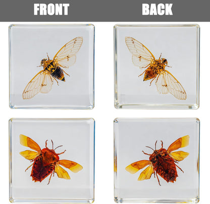 Insect Specimen Set, Bugs Collection Scientific Education Gift for Kids Aged 3-8-12 (Millipede, Centipede, Dragonfly Larvae, Tea Seed Bug, Red Longhorn Beetle, Spiny Spider)