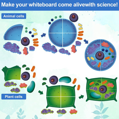 2 Set Magnetic Animal and Plant Cell Anatomy Model Clearly Labeled Animal Cell Model Educational Science Kits for Biology Anatomy and Science Projects Classroom Learning Teaching Aid