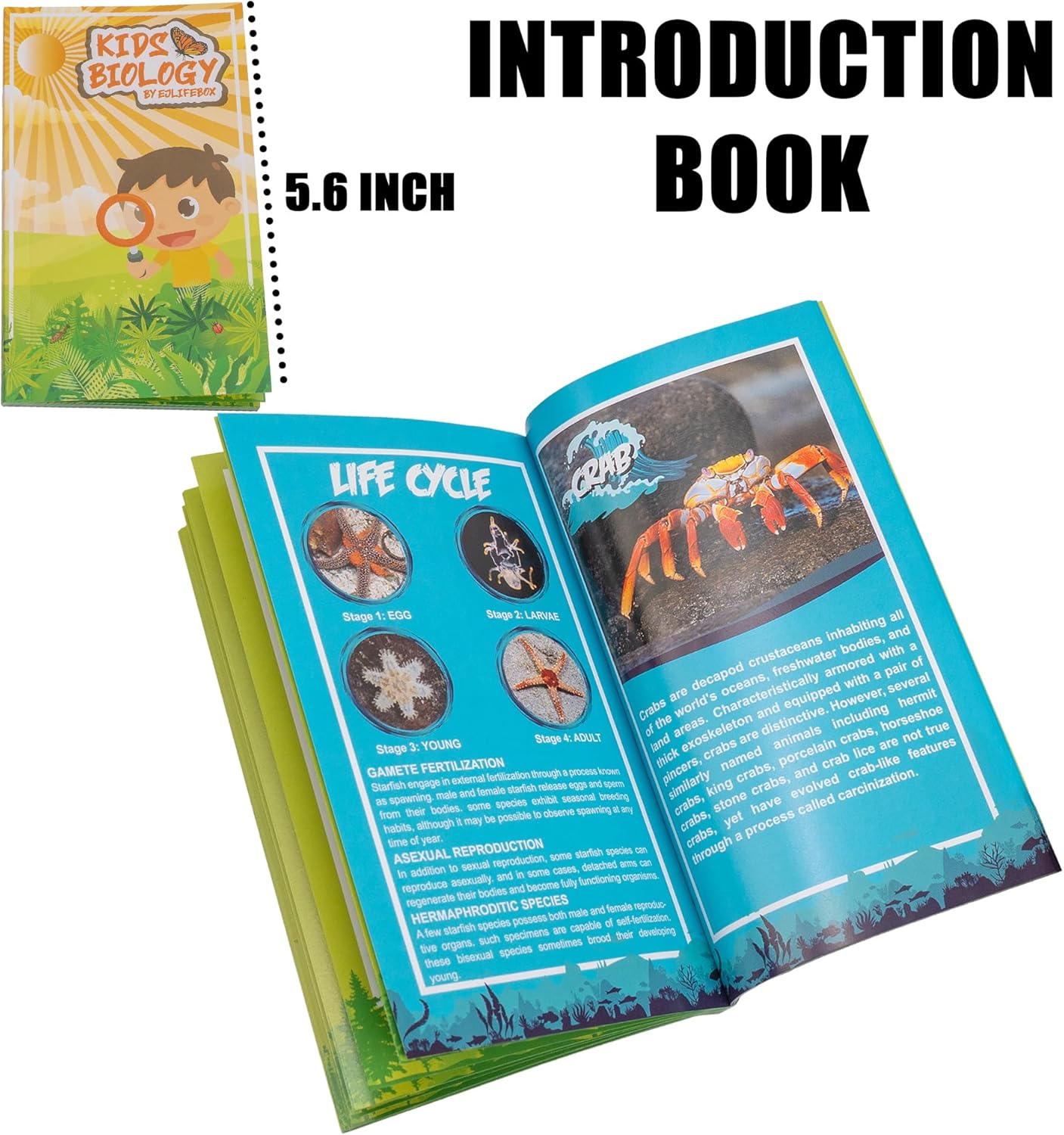 Insect Specimen Set, Bugs Collection Scientific Education Gift for Kids Aged 3-8-12 (Millipede, Centipede, Dragonfly Larvae, Tea Seed Bug, Red Longhorn Beetle, Spiny Spider)