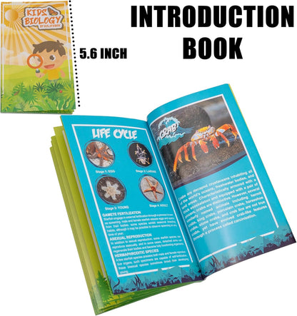 Insect Specimen Set, Bugs Collection Scientific Education Gift for Kids Aged 3-8-12 (Millipede, Centipede, Dragonfly Larvae, Tea Seed Bug, Red Longhorn Beetle, Spiny Spider)