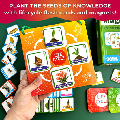 QUOKKA Life CycleToys for Kids - 30 Flashcards Toddler Science Kit Ages 2-4 - Pre-k Plant Animals Nature Learning Materials 3-5 - 120 Magnetic Flash Cards for Preschool and School (Part 2)
