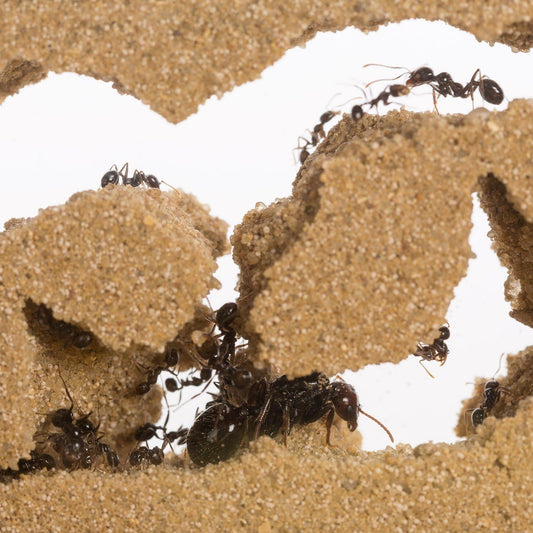 AntHouse Sand Ant Farm Mini - Formicarium