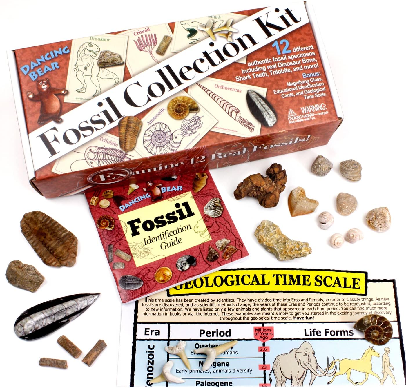 DANCING BEAR Fossil Collection Kit (12 pc Set) Real Shark Teeth, Dinosaur Bone, Coprolite (Poop!), Fossil ID Book, STEM Science Set