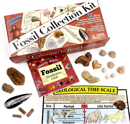 DANCING BEAR Fossil Collection Kit (12 pc Set) Real Shark Teeth, Dinosaur Bone, Coprolite (Poop!), Fossil ID Book, STEM Science Set