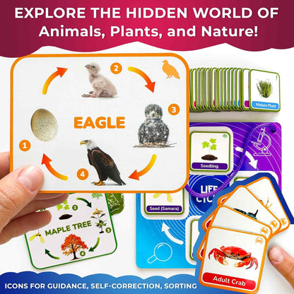 QUOKKA Life CycleToys for Kids - 30 Flashcards Toddler Science Kit Ages 2-4 - Pre-k Plant Animals Nature Learning Materials 3-5 - 120 Magnetic Flash Cards for Preschool and School (Part 2)