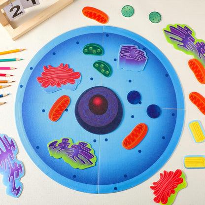 2 Set Giant Felt Animal and Plant Cell Anatomy Model Kits Early Biology Cell Model Life Science Toys Animal Plant Bacteria Science Kit for Boys Girls Classroom Educational Learning