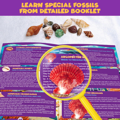 PIBEX Ocean Fossil Dig Kit, Dig up 20+ Real Shells & Seasnails, STEM Educational Activity Set Sea Creatures Excavation Toy for Kids, Marine Biology Geology Science Kit, Gift for Boys and Girls Age 6+