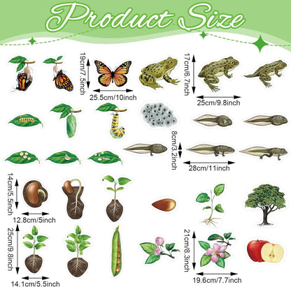 Relaxweex 30 Pcs Giant Magnetic Plant Butterfly Frog Life Cycle Growth Learning Education Toy Science Exploration Activities Resources Educational Preschool Material, Homeschool Classroom Teaching Aid