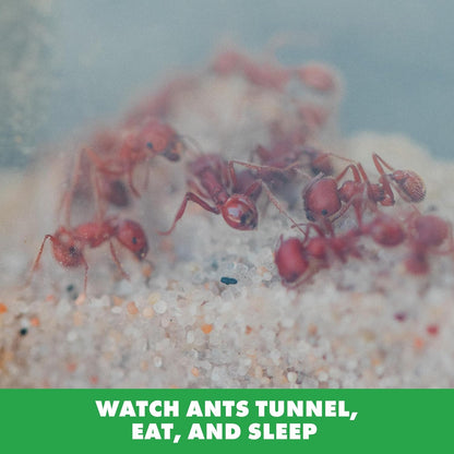Educational Insights GeoSafari Ant Factory - Classroom Ant Farm with Live Ants, Kids Science Kit, At Home STEM Bug Kit, Habitat for Viewing Ants, Starter Sets and Nature Toys for Ages 5+