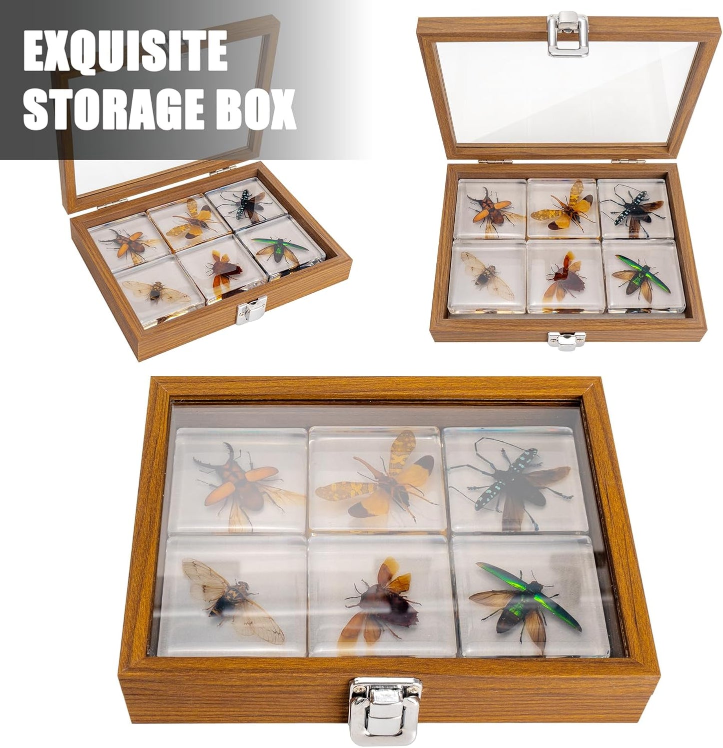 Insect Specimen Set, Bugs Collection Scientific Education Gift for Kids Aged 3-8-12 (Millipede, Centipede, Dragonfly Larvae, Tea Seed Bug, Red Longhorn Beetle, Spiny Spider)