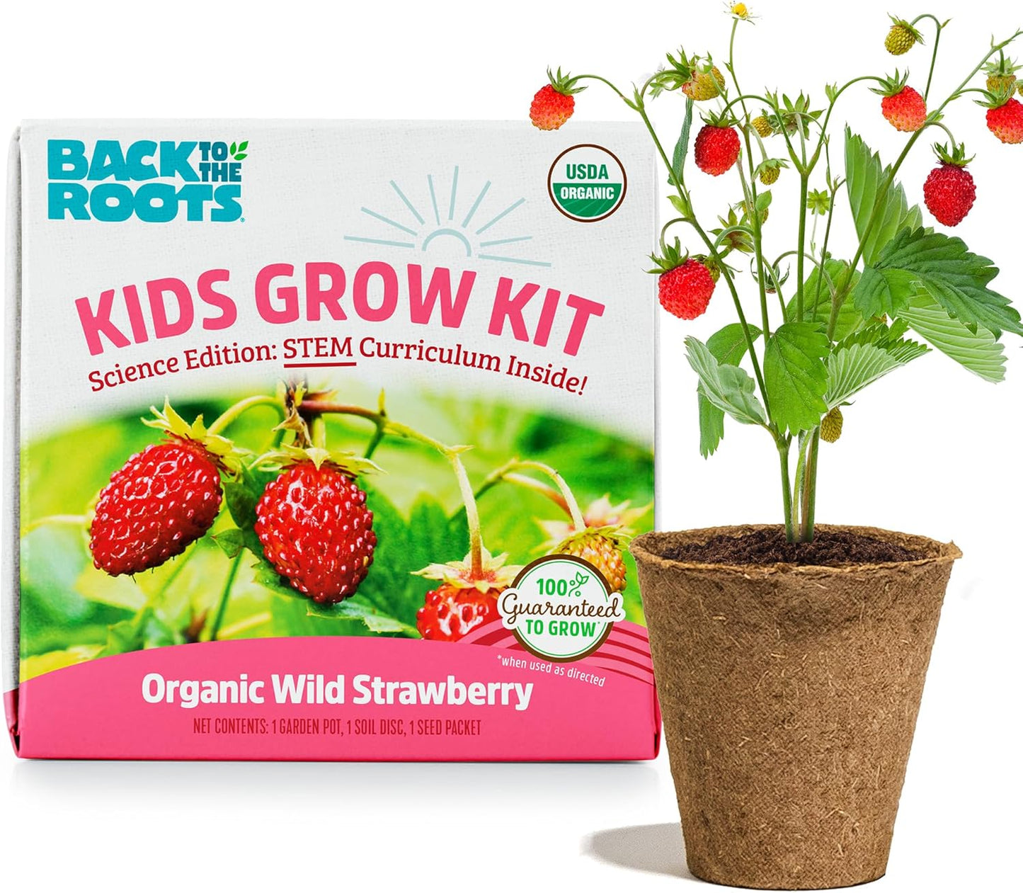 Back to the Roots Terrarium Grow Kit - Easy-to-Use DIY Set for All Ages Small