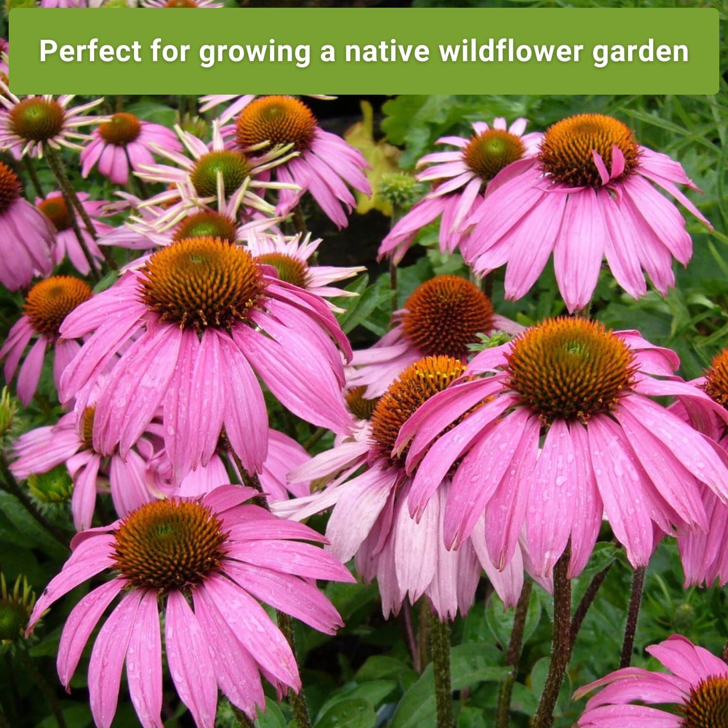 Sow Right Seeds - Butterfly Seed Collection for Planting - Milkweed, Zinnias, Phlox, and Echinacea - Seed Kit for Pollinators - Non-GMO Heirloom with Instructions to Plant & Grow - Makes a Great Gift