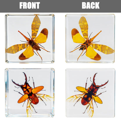 Insect Specimen Set, Bugs Collection Scientific Education Gift for Kids Aged 3-8-12 (Millipede, Centipede, Dragonfly Larvae, Tea Seed Bug, Red Longhorn Beetle, Spiny Spider)