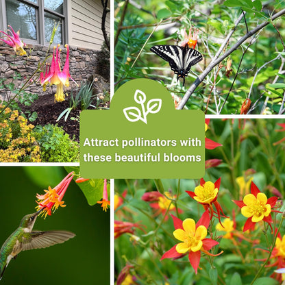 Sow Right Seeds - Columbine Flower Seed Collection for Planting - Blue and McKana Giants Flowers to Plant in Your Garden - Non-GMO Heirloom Seeds - Seed Kit Attracts Pollinators - Great Gift