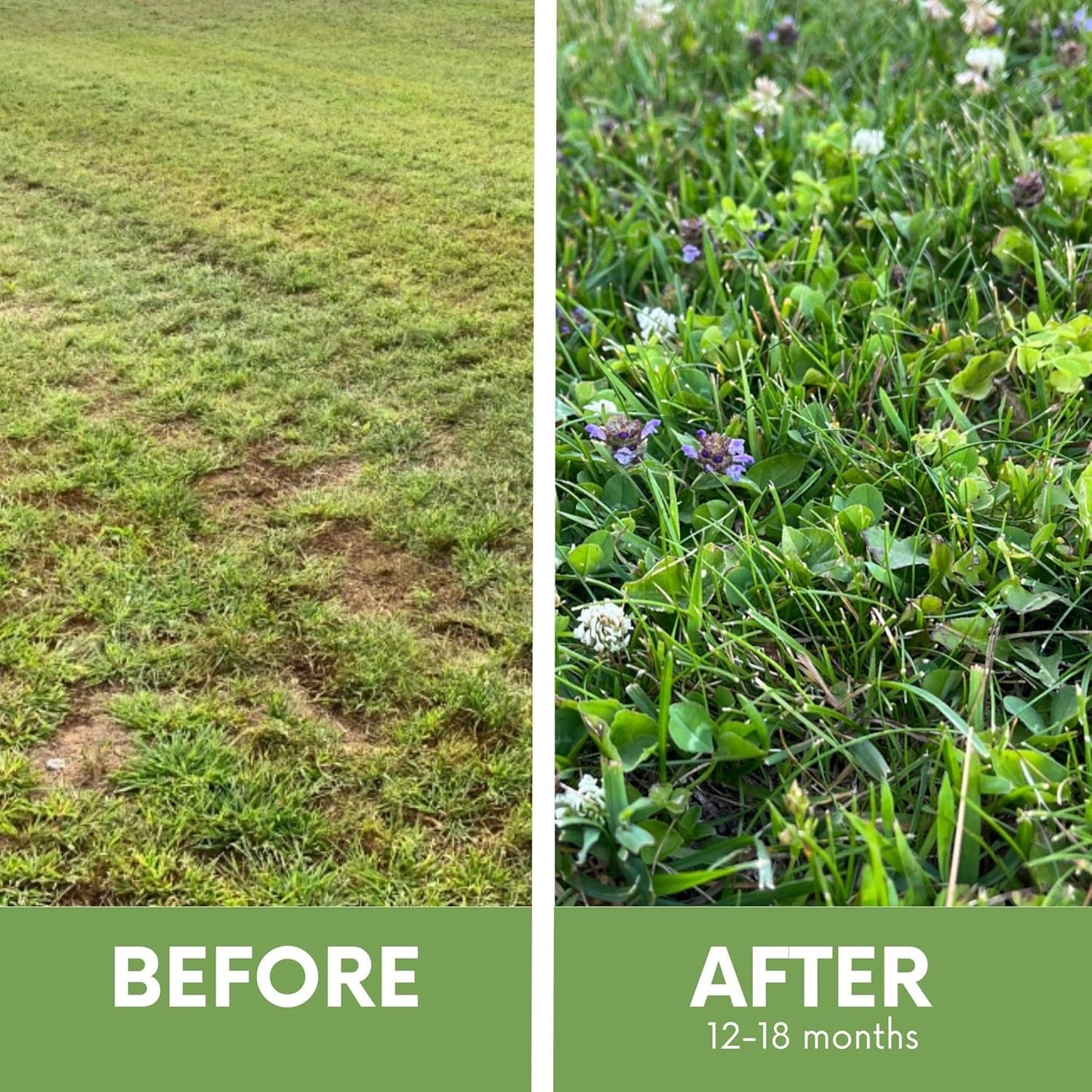 Flawn Seed Kits Speedy Bee Lawn, 500 SqFt, Dutch & Crimson Clover, Self-Heal, Easy to Spread, Low Maintenance, Pet, Kid, Eco-Friendly Regenerative