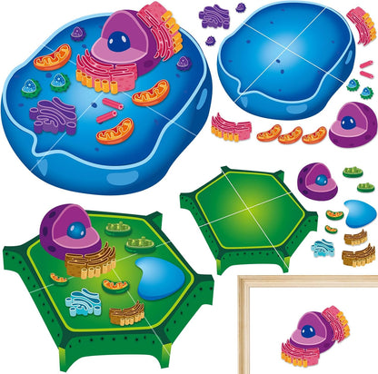 2 Set Magnetic Animal and Plant Cell Model Clearly Magnets Anatomy Models Educational Science Kits Back to School Biology Classroom Decor for Lab Decorations Teacher Must Haves Learning Teaching Aid