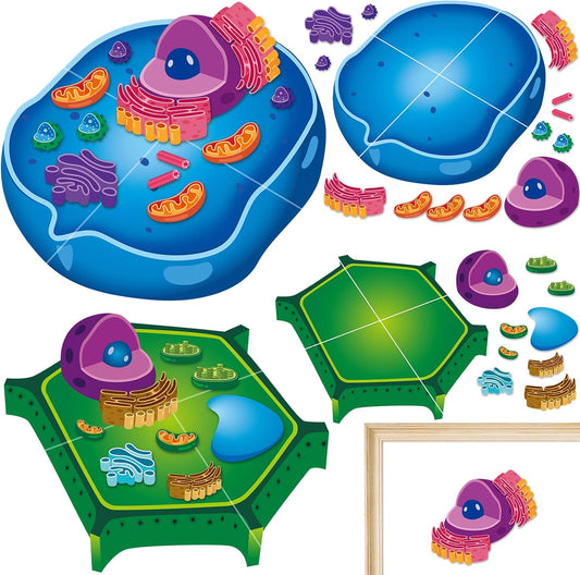 2 Set Magnetic Animal and Plant Cell Model Clearly Magnets Anatomy Models Educational Science Kits Back to School Biology Classroom Decor for Lab Decorations Teacher Must Haves Learning Teaching Aid