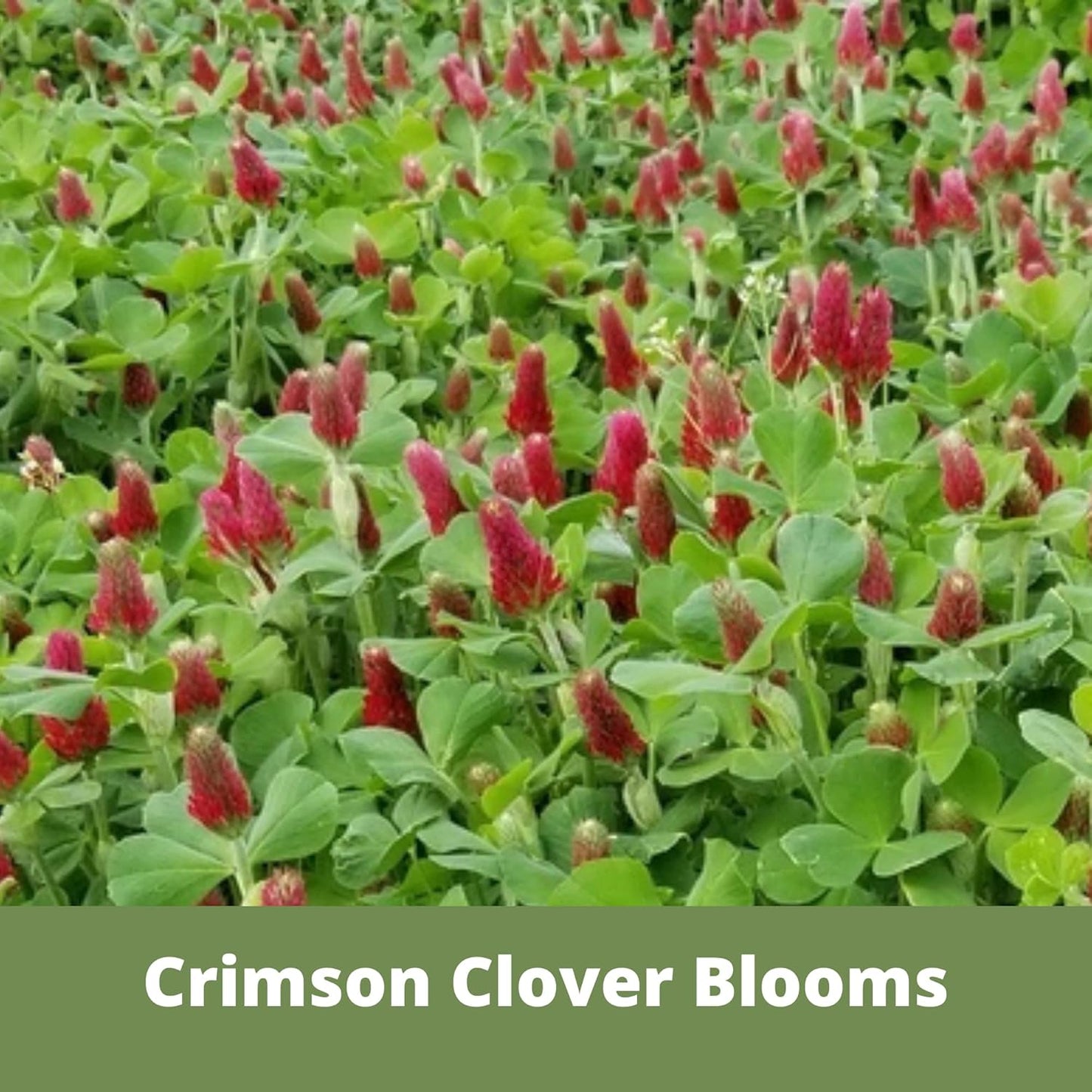 Flawn Seed Kits Speedy Bee Lawn, 500 SqFt, Dutch & Crimson Clover, Self-Heal, Easy to Spread, Low Maintenance, Pet, Kid, Eco-Friendly Regenerative
