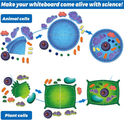 2 Set Giant Felt Animal and Plant Cell Anatomy Model Kits Early Biology Cell Model Life Science Toys Animal Plant Bacteria Science Kit for Boys Girls Classroom Educational Learning