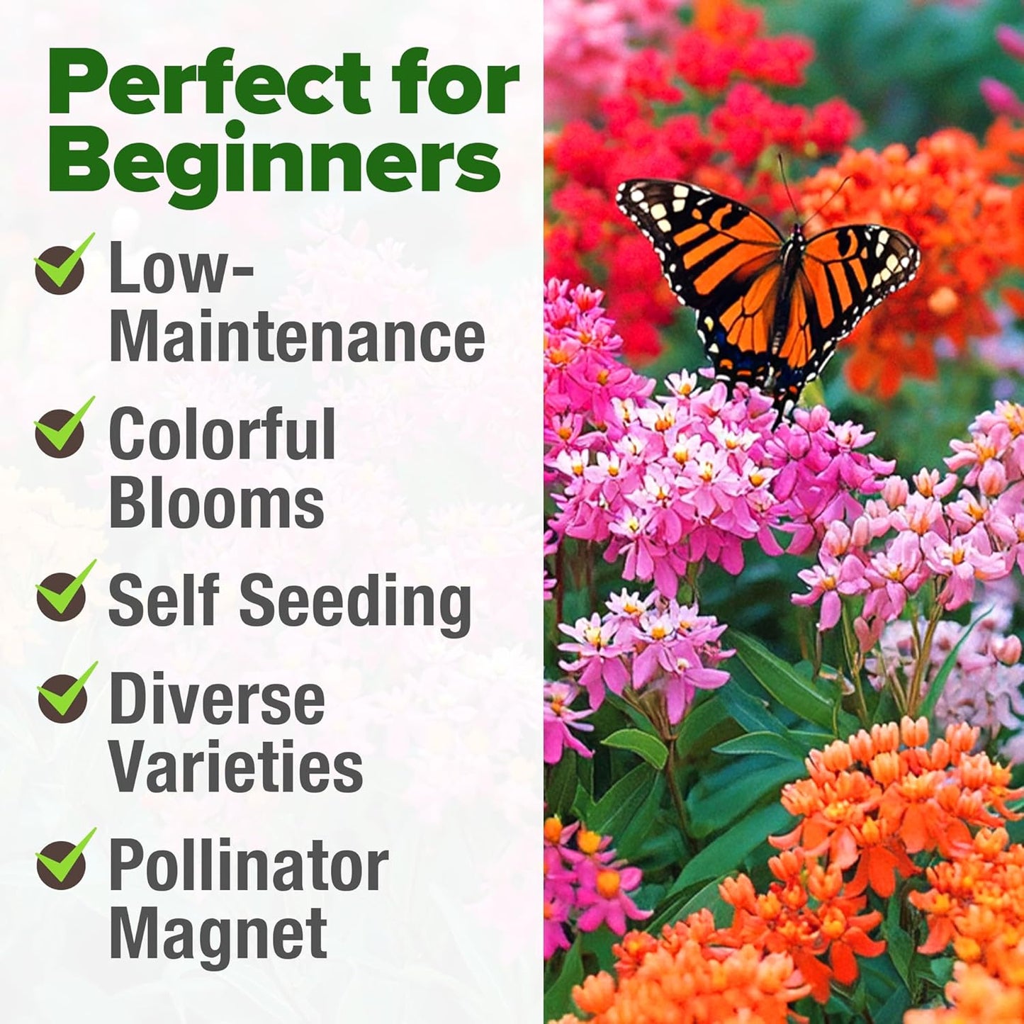 HOME GROWN Milkweed Flower Seeds - 500 & Monarch Butterfly Wildflower 20000