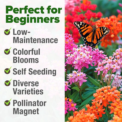 HOME GROWN Milkweed Flower Seeds - 500 & Monarch Butterfly Wildflower 20000