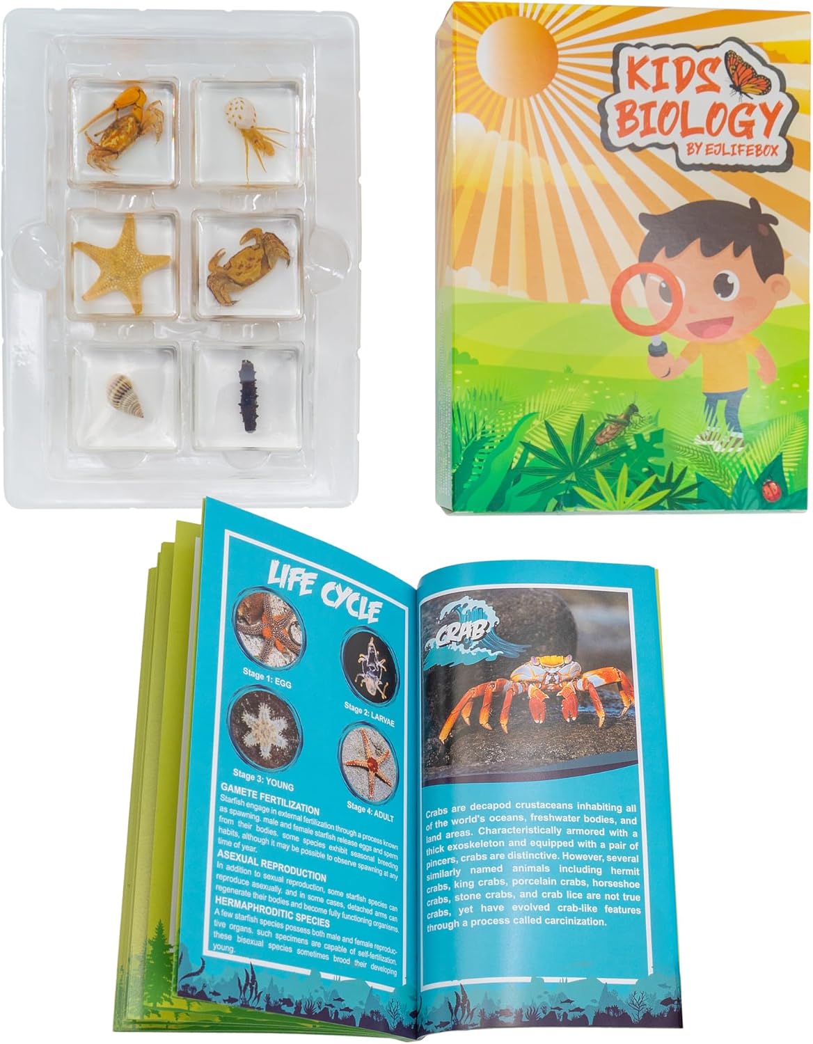 Insect Specimen Set, Bugs Collection Scientific Education Gift for Kids Aged 3-8-12 (Millipede, Centipede, Dragonfly Larvae, Tea Seed Bug, Red Longhorn Beetle, Spiny Spider)